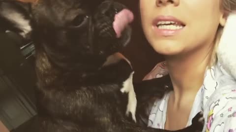 Black french bulldog licks female owner's face