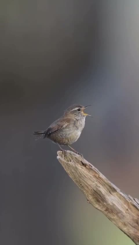 Bird singing beautifully