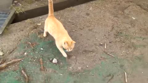 大学のねこ(720p