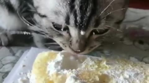 Funny Cats Videos Compilation 😂 Cat Reaction Try Not To Laugh Funniest Videos