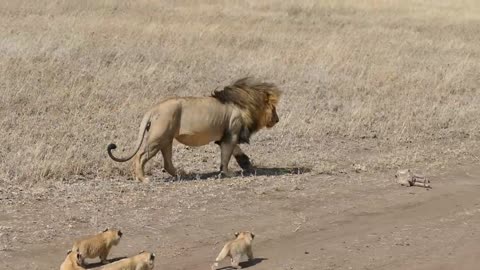 Lion dad tries to ditch his kids