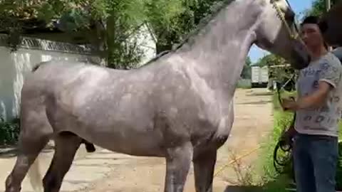 High Generation Stallion Horse short video