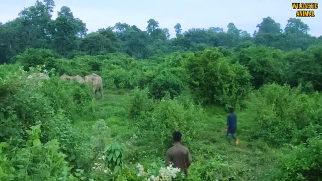 Man vs hathi in jungle || Assam wild elephant || indian wild animal