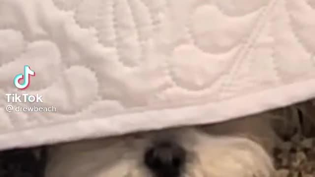 Gorgeous and lovely dog