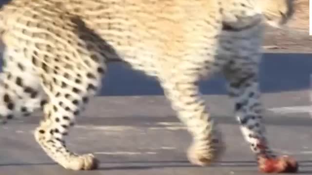 When amazing animals go head-to-head in the wild... 🐆😮