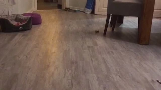 cute yorkie is having fun