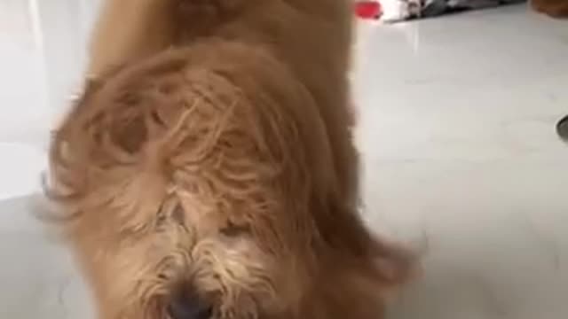 Dog receives his dog slow motion photography