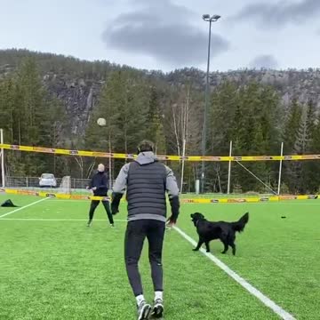 Unbelievable! a Dog playing Volleyball - Funny video