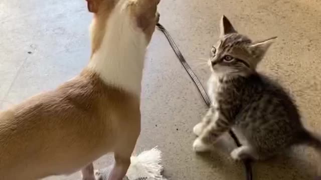 Funny Cat 2022