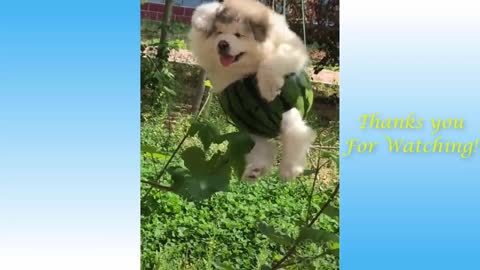 Cute Pets And Funny Animals Compilation #4 - Pets Garden nice