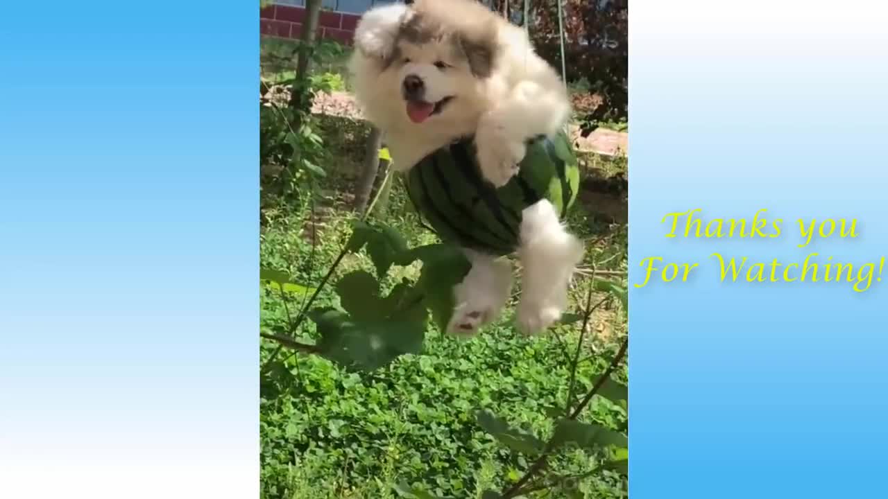 Cute Pets And Funny Animals Compilation #4 - Pets Garden nice