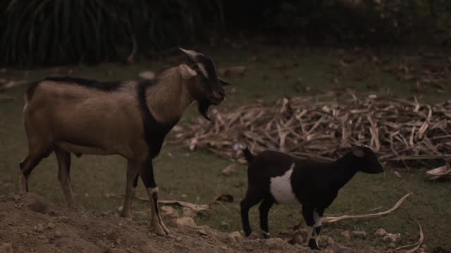 Multi Coloured Beautiful Goats