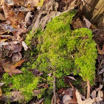 HD video of moss in United States forest,Vidéo HD de mousse dans la forêt des États-Unis