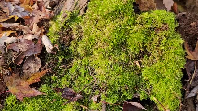 HD video of moss in United States forest,Vidéo HD de mousse dans la forêt des États-Unis