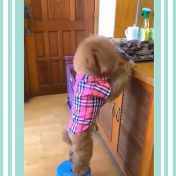 Dog cutte and funny traning