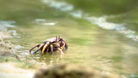 a natural crab meal