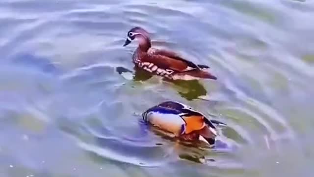 Mandarin duck