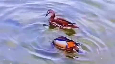 Mandarin duck