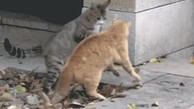 When Cats Learned Martial Arts