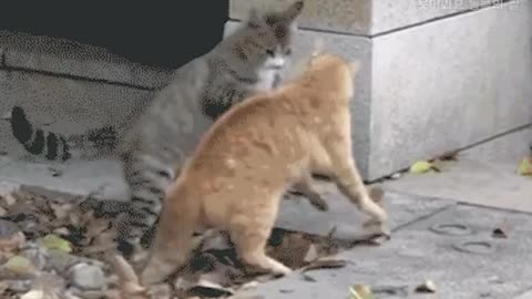 When Cats Learned Martial Arts