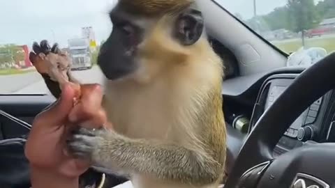 Monkey eats McDonald's