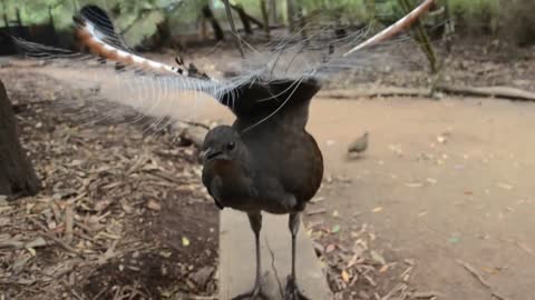 Lyrebird: the best songbird ever!