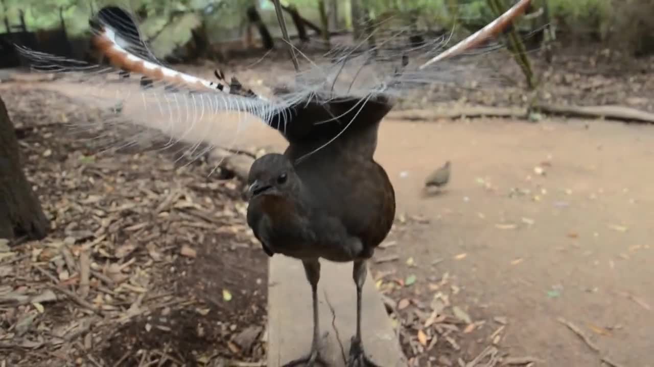 Lyrebird: the best songbird ever!