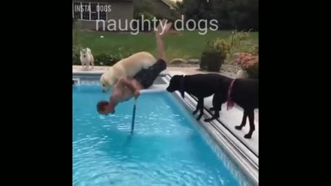 Naughty Dogs, funny dog, funny animal