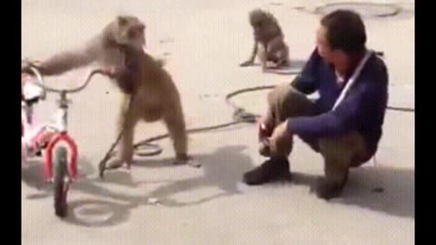 Funniest Monkey - cute and funny monkey videos