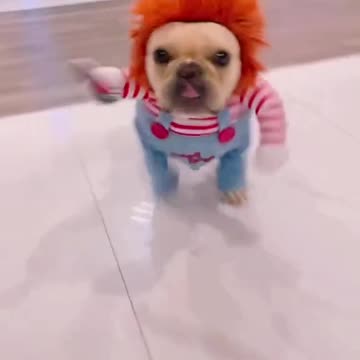 funny dog videos 2022