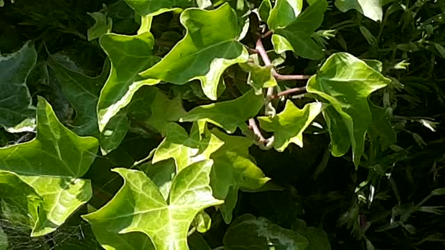 Shrubs and flowers