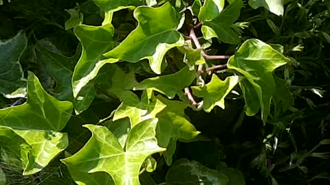 Shrubs and flowers