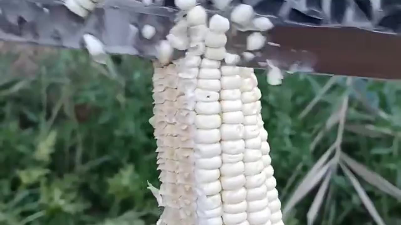 White Cone