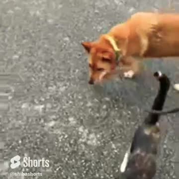 they walk together in the morning