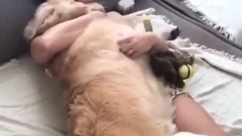 Dogs getting hug by owners