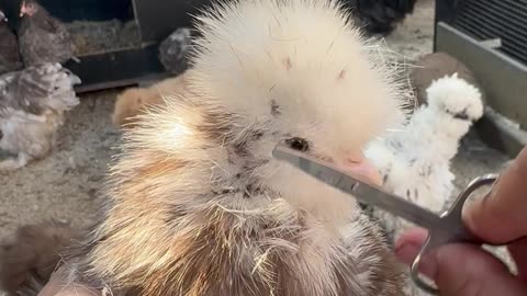 Chicken Gets a Haircut