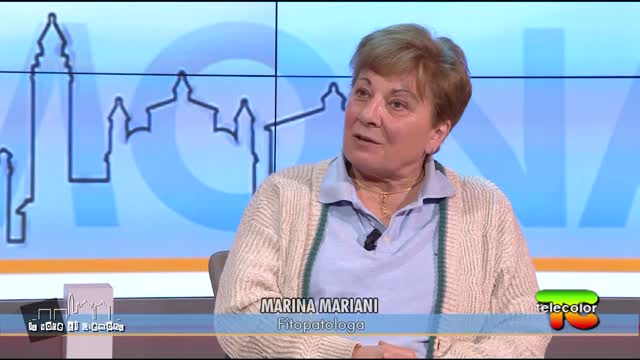 La Voce di Cremona: una città con sempre meno verde e più cemento