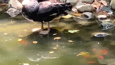 Black Swan just caught a fish