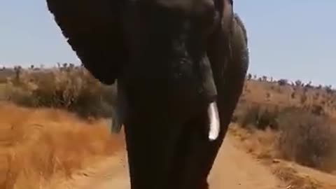 Two Elephants