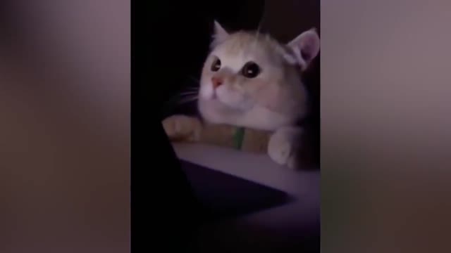 Funniest Animals 🐧 - Best Of The 2021 Funny Animal Videos 😁 - Cutest Animals Ever