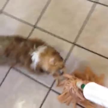 Baby Gus fights a mop