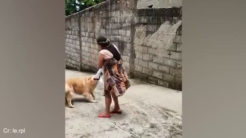 Dogs Love to Play with their Humans 24/7 😂 Funny ANIMALS videos
