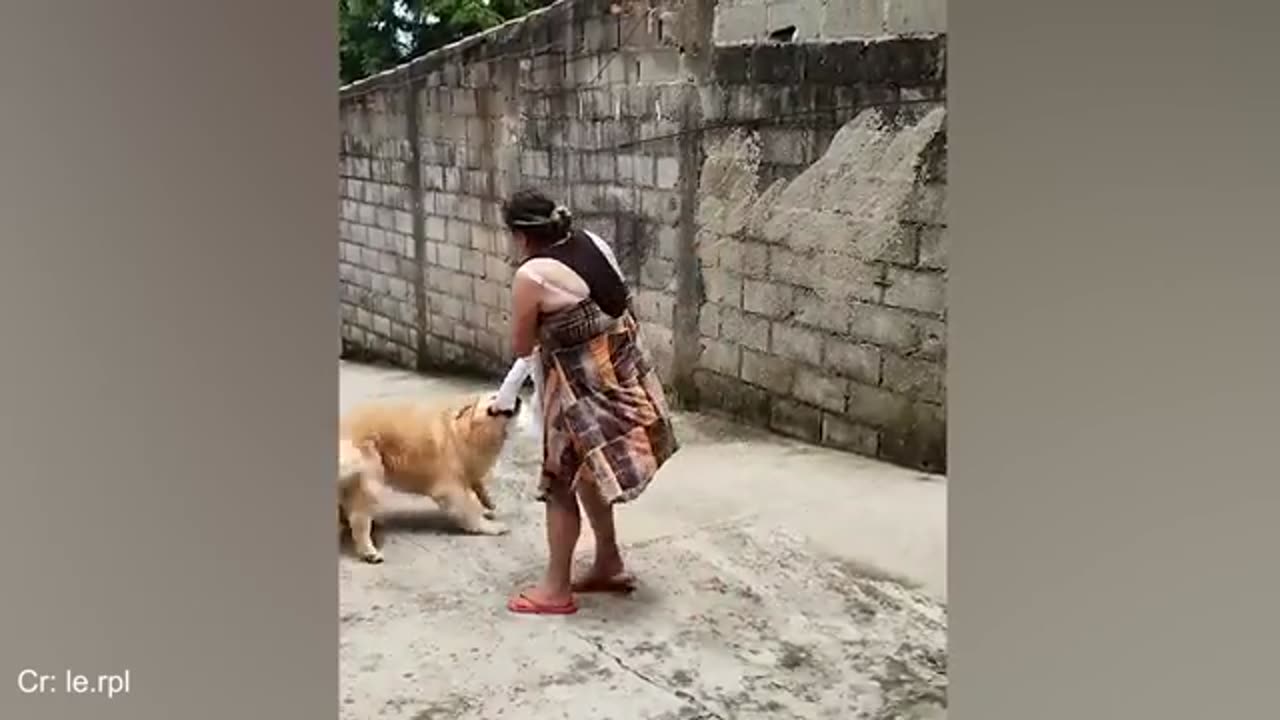 Dogs Love to Play with their Humans 24/7 😂 Funny ANIMALS videos