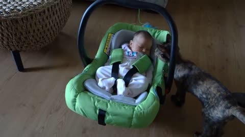 Cats meeting Babies 1st time