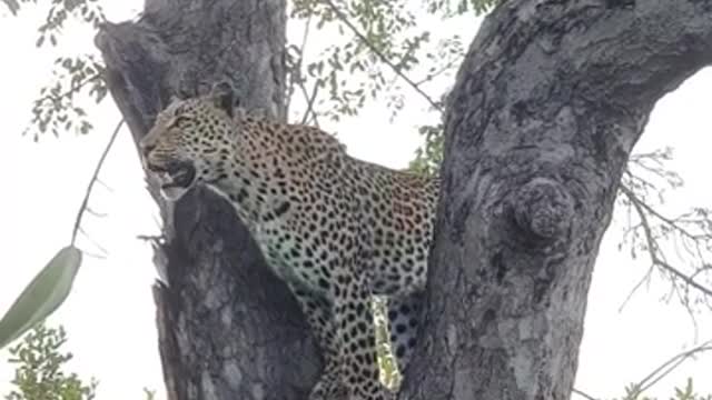 South Africa Forest Leopard hunting