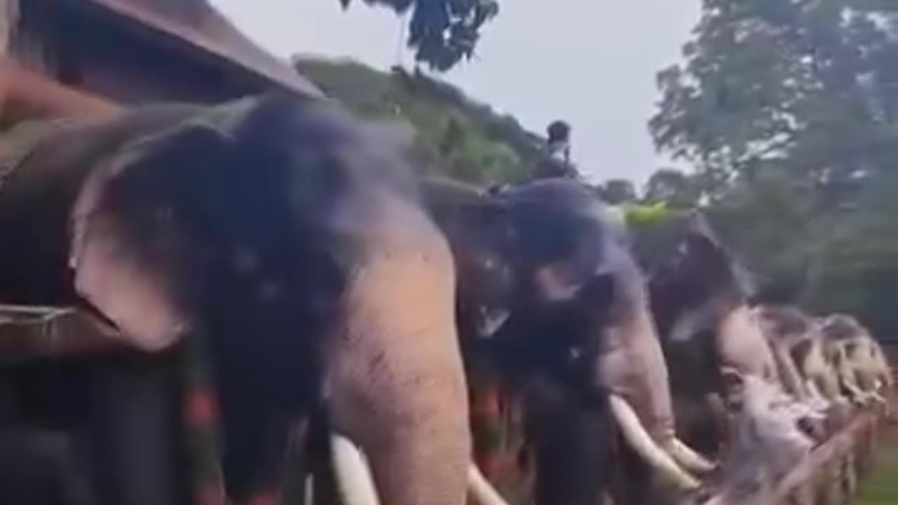 Amazing Elephants Video | Wild Animal |