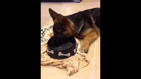 German Shepherd Puppy Dog drinking flavored water