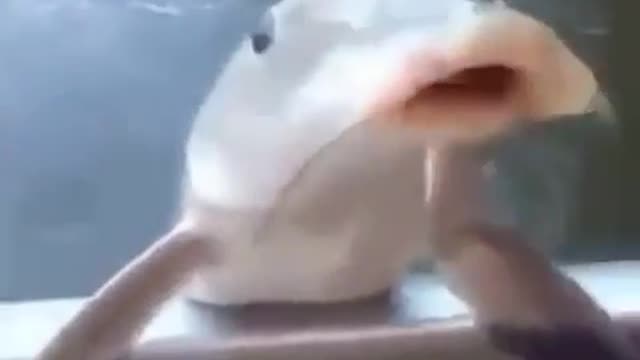 Funniest Animals - Best Of The 2021 Funny Animal Videos