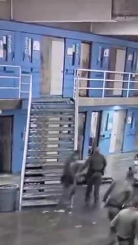 Jail Bird thinks he can fly. Nope.