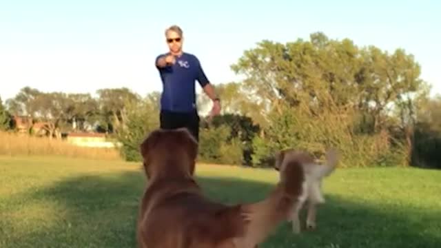 Teach Your Golden Retriever to Be a Frisbee Champion! #shorts